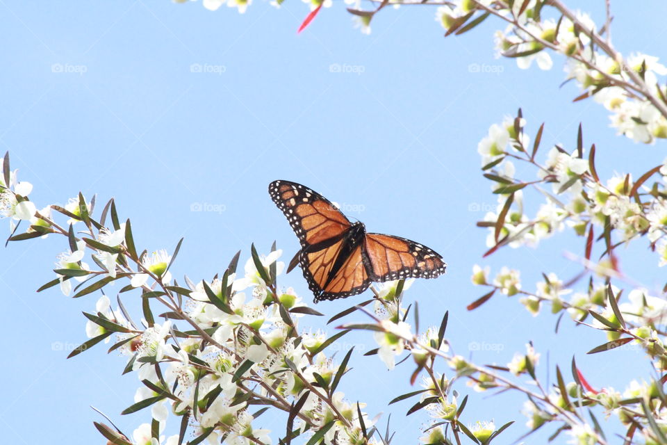 Monarch Butterfly