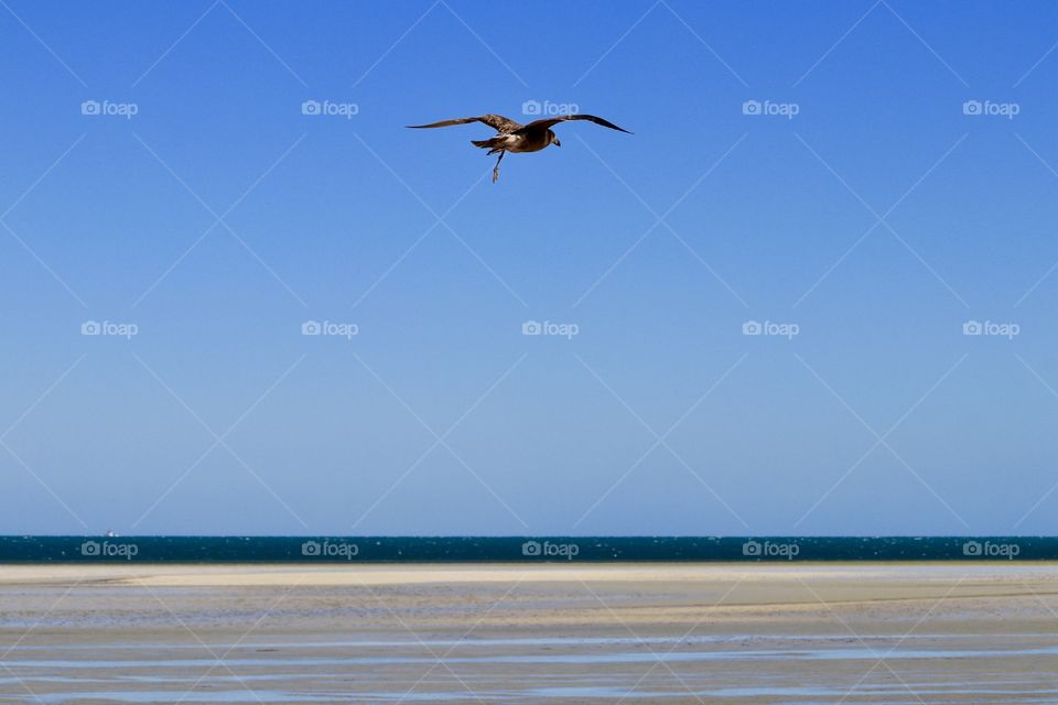 Lone full riding in air current over ocean in clear vivid blue day conceptual 