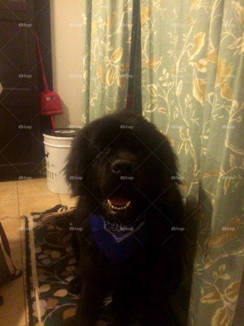 People, Dog, One, Portrait, Canine