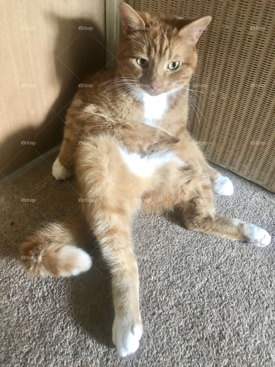 My cat Pumpkin in a bizarre reclining position.