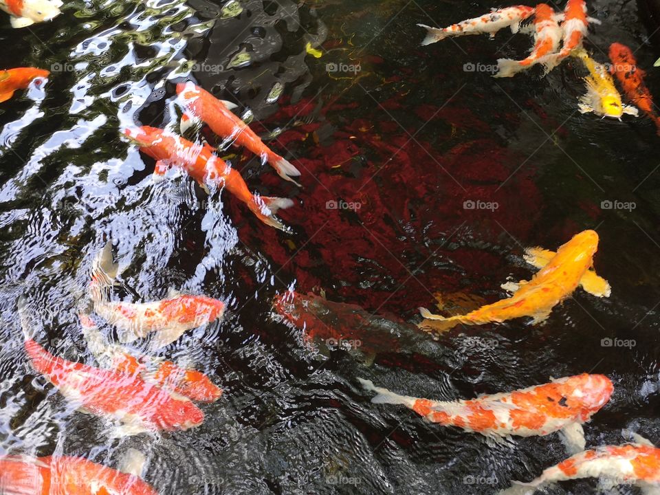 Fancy​ carp​ koi fish​
