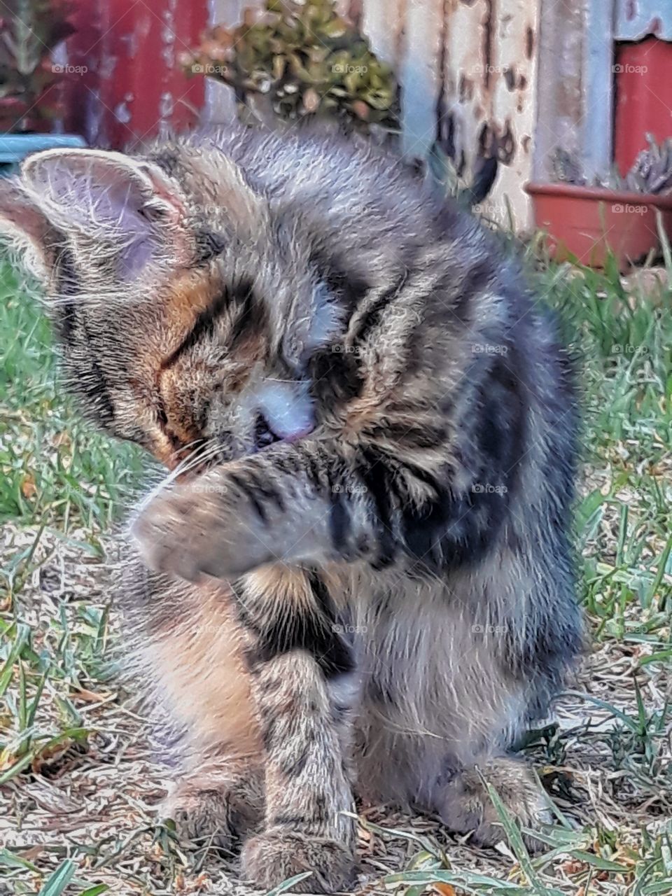 A kitten cleaning itself in the sun