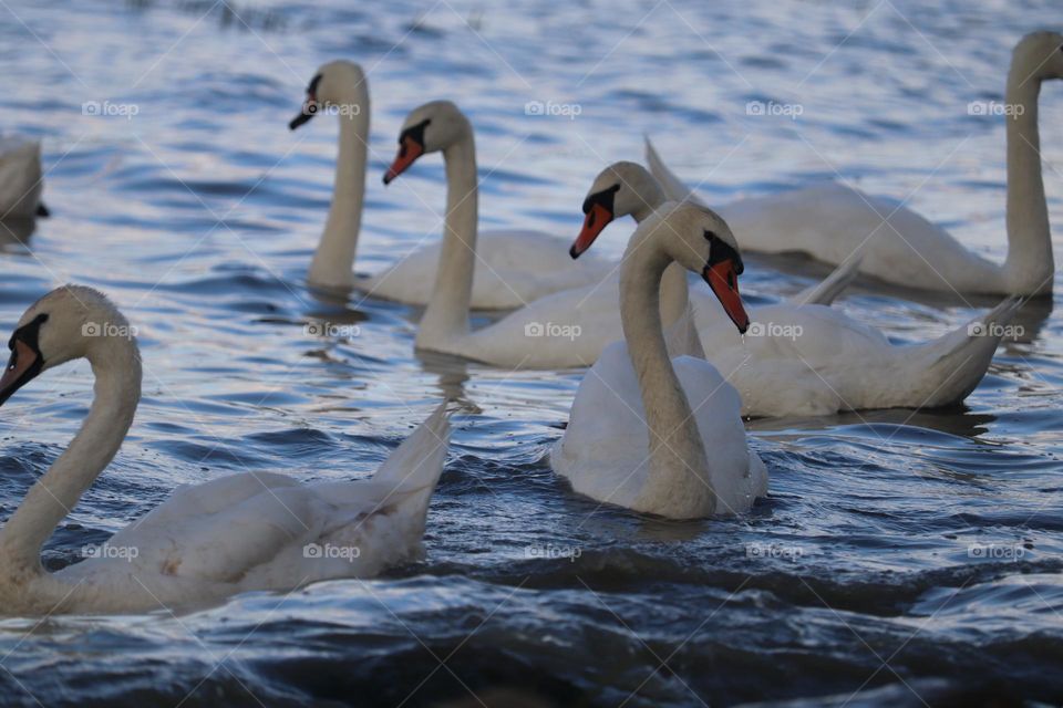 Flock of swans