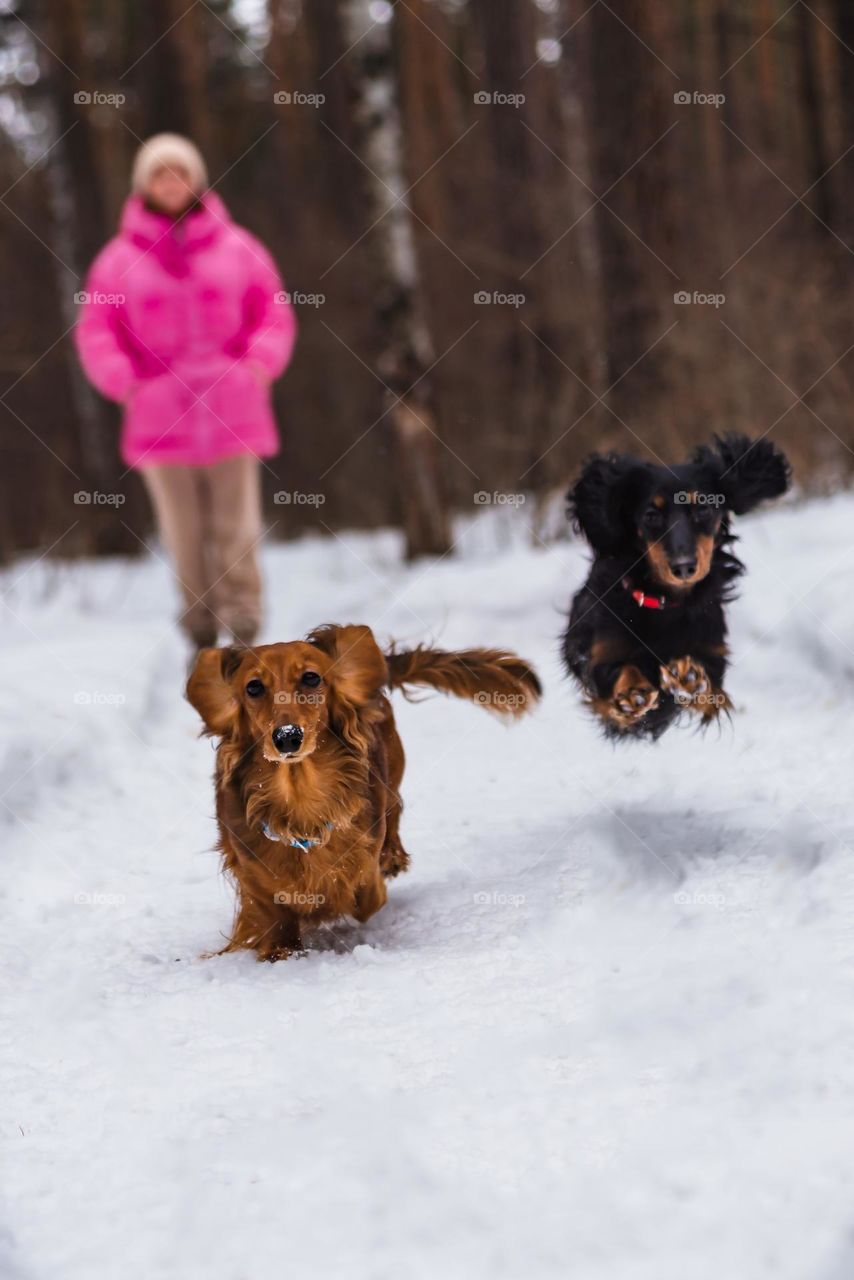 Walk dogs mini dachshunds in the park in winter