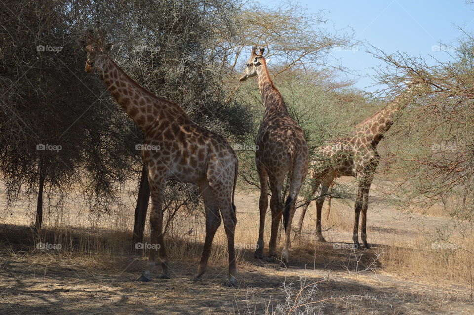 Senegal Safari