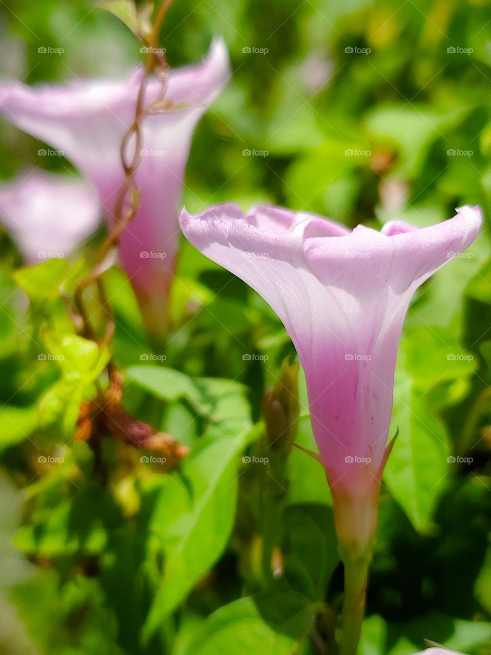 Pink wild morning glory