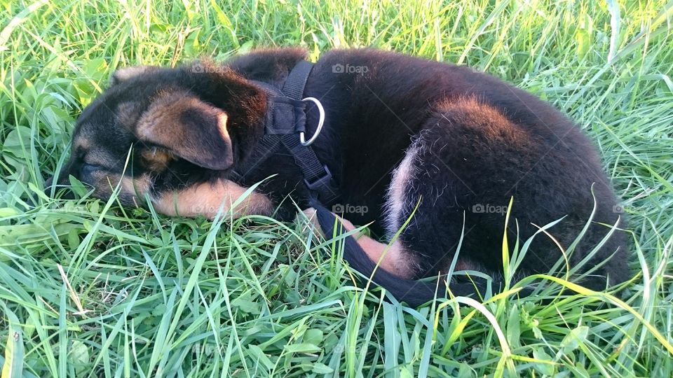 My German Shepherd puppy sleeping in the meadow on the bright green grass.