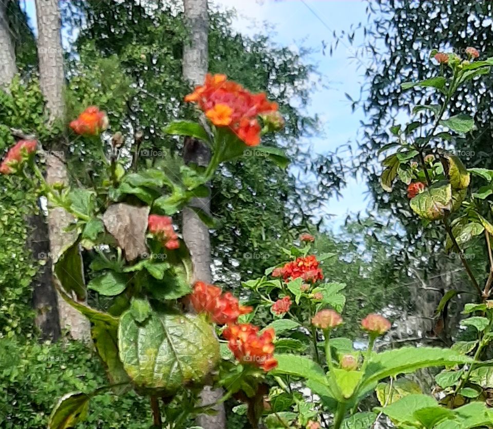 Lantana