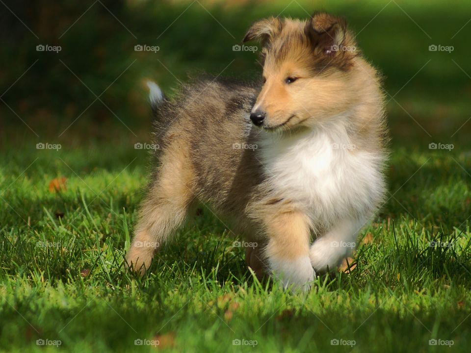 Cute puppy