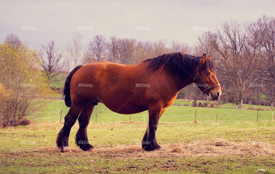 Horse. Ardenner on a field