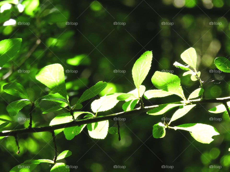 leaves in sunlight