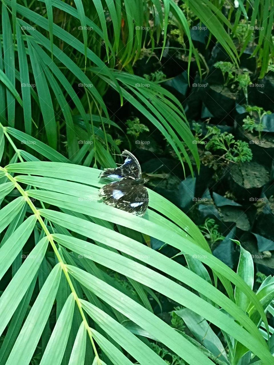green banded swallow tail on bottle palm taking rest