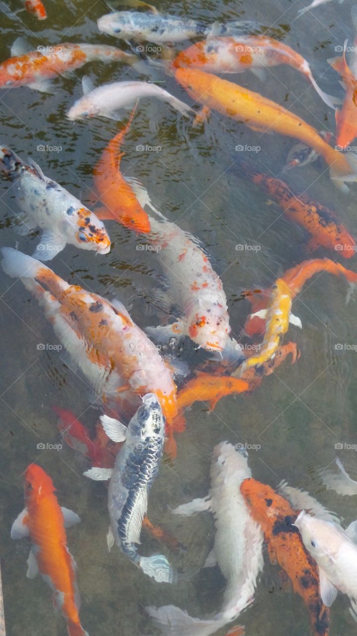 Koi Pond