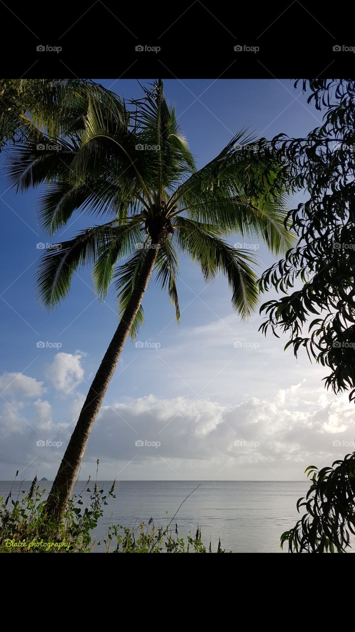 coconut palm on the beach