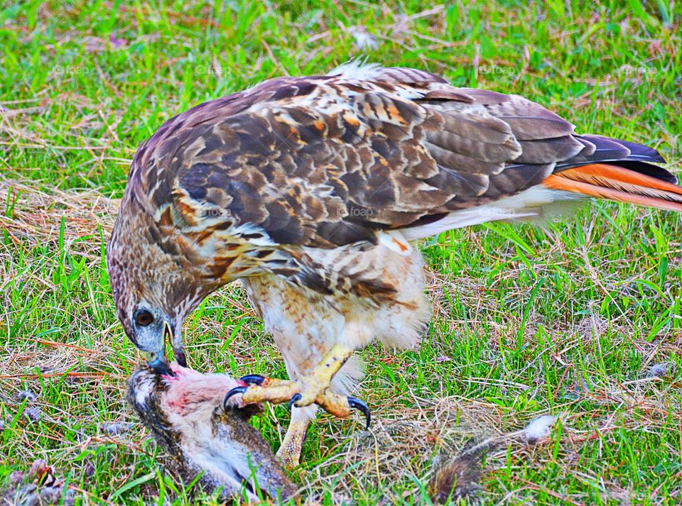 Hawk lunch 