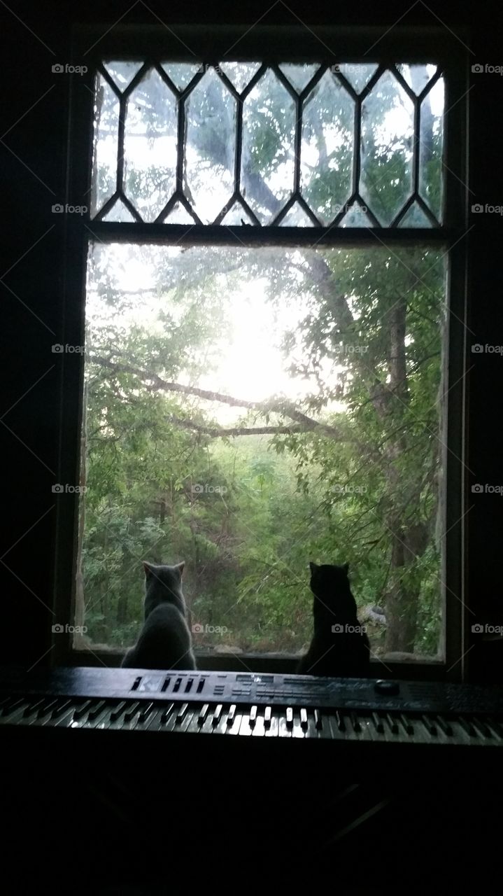 Cats looking outside