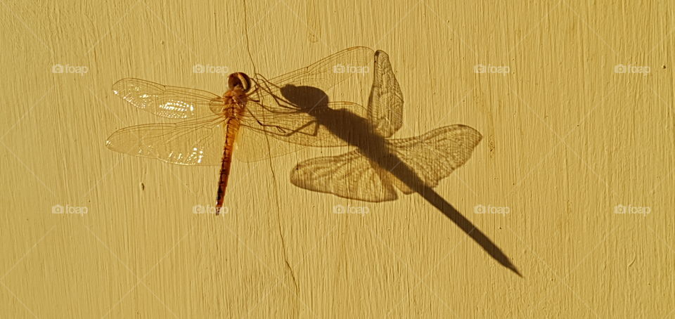 Bandarlampung, Indonesia, 2020. a dragonfly sunbathing in the morning accompanied by his shadow. on August 2020