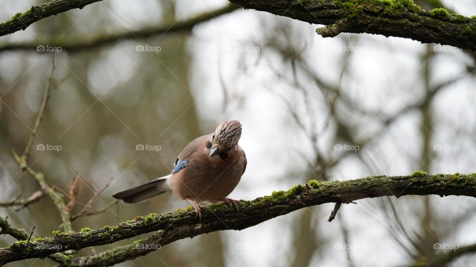 Eurasian Jay