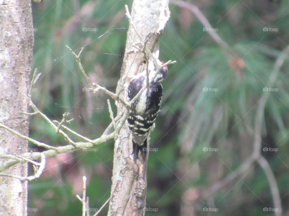 Hairy Woodpecker