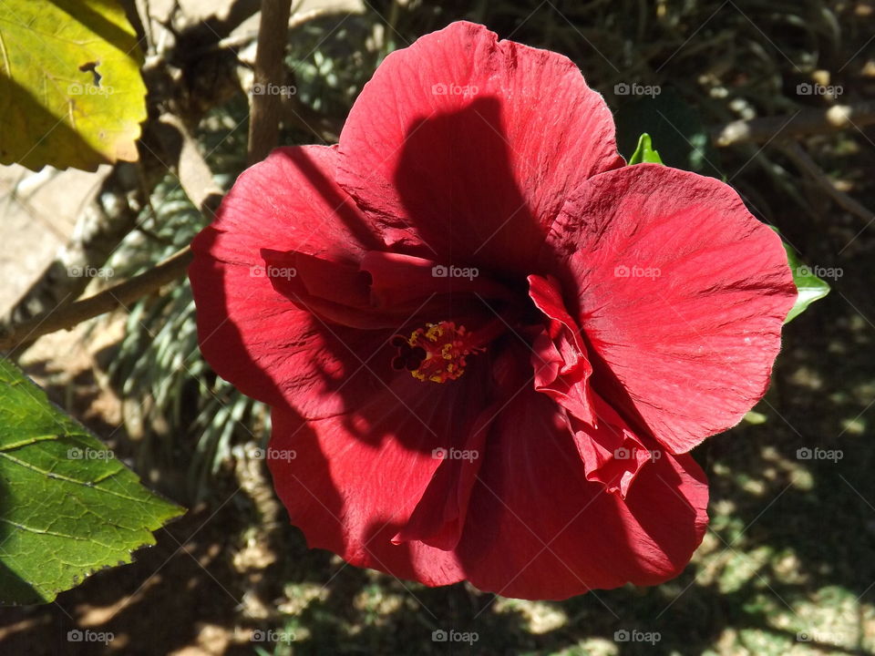 hibiscus flower