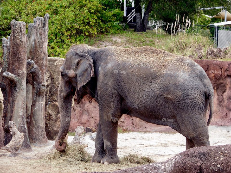 Elephant 