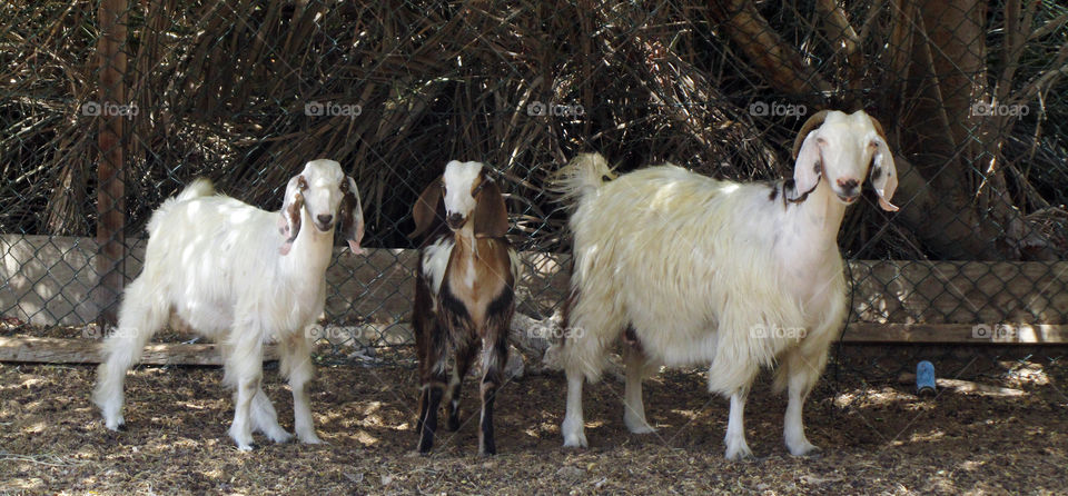 Goats inside the barn
