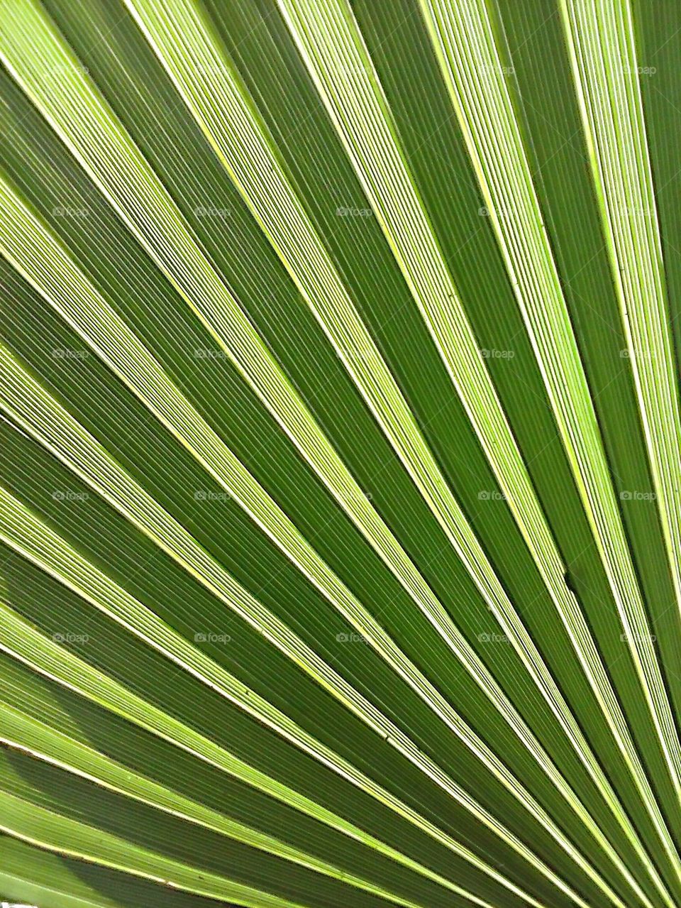 Palm leaf