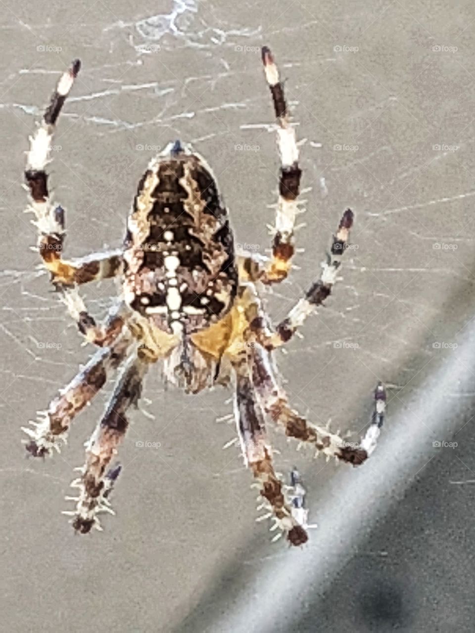 Spider spinning a web