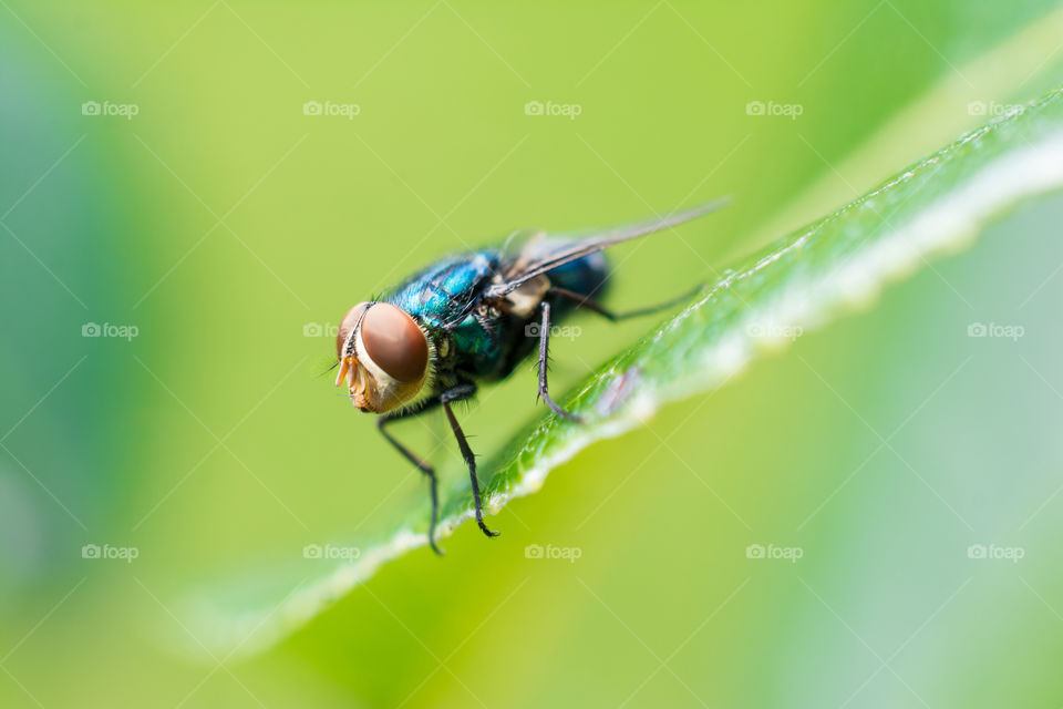 Close-up of fly