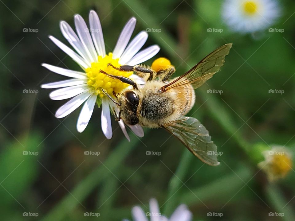 A bee pollinating a wildflower