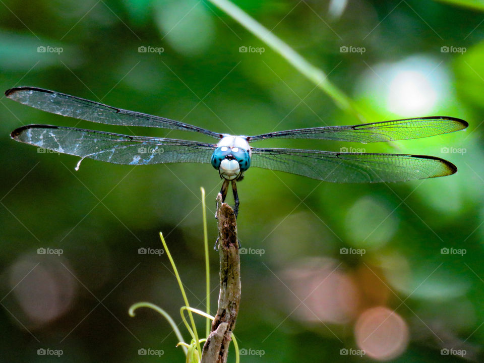 Dragonfly