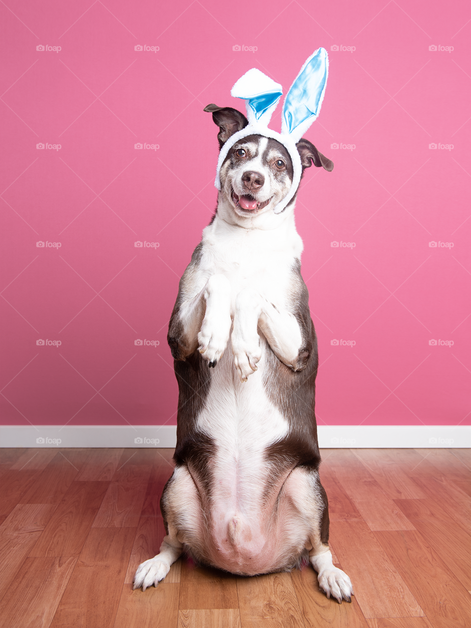 Easter dog - bunny ears - studio