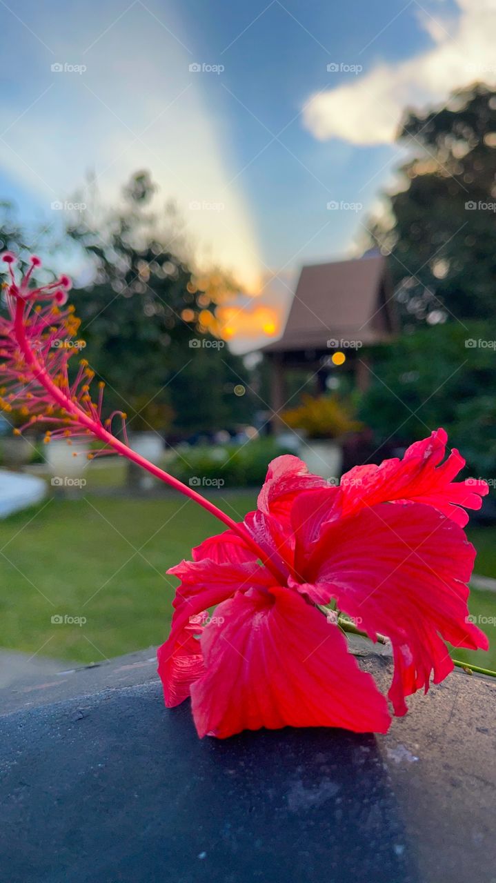 Hibiscus in sunset at city parks for flower lovers