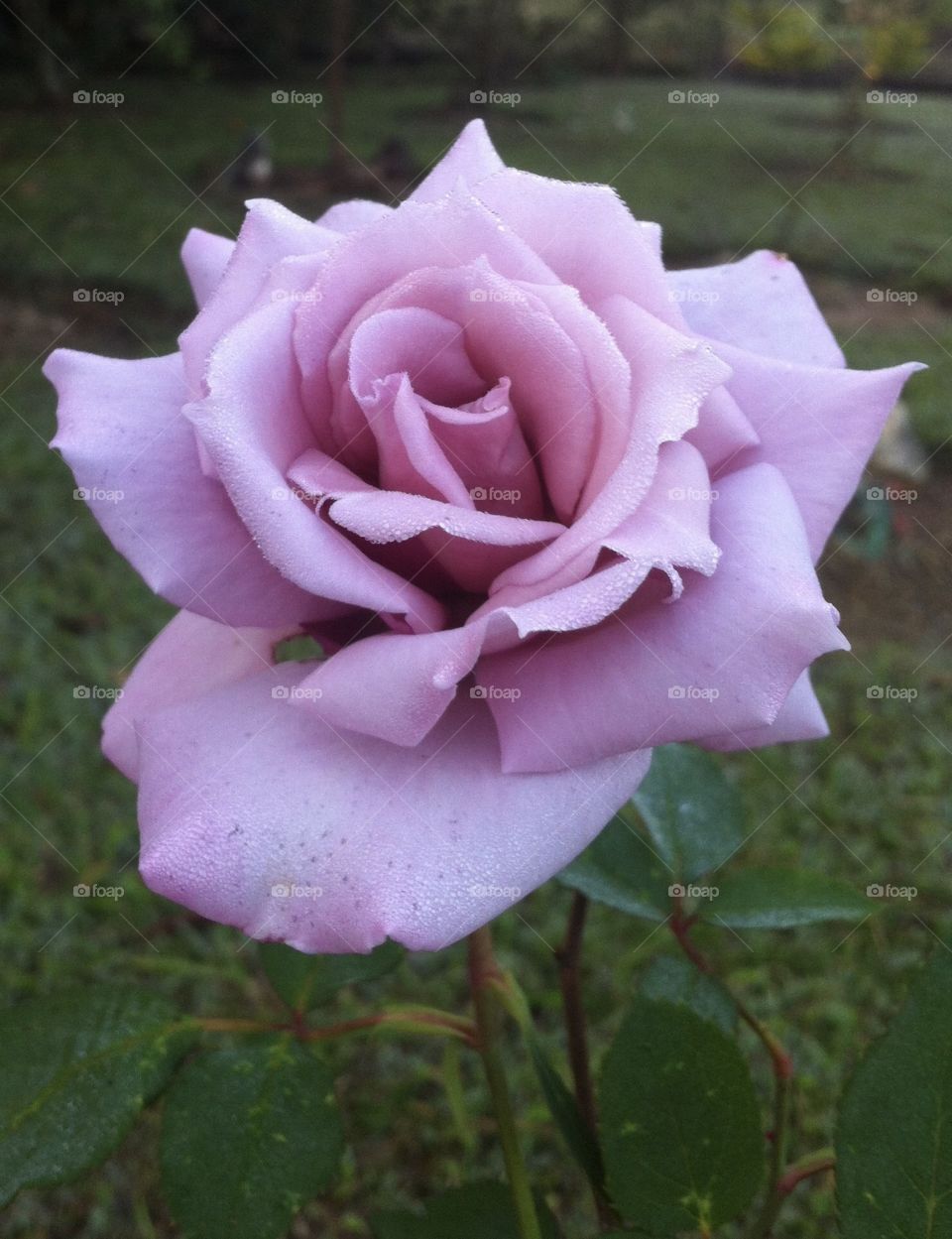 🌹 🇺🇸 Very beautiful flowers to brighten our day.  Live nature and its beauty. Did you like the delicate petals? / 🇧🇷 Flores muito bonitas para alegrar nosso dia. Viva a natureza e sua beleza. Gostaram das pétalas delicadas? 