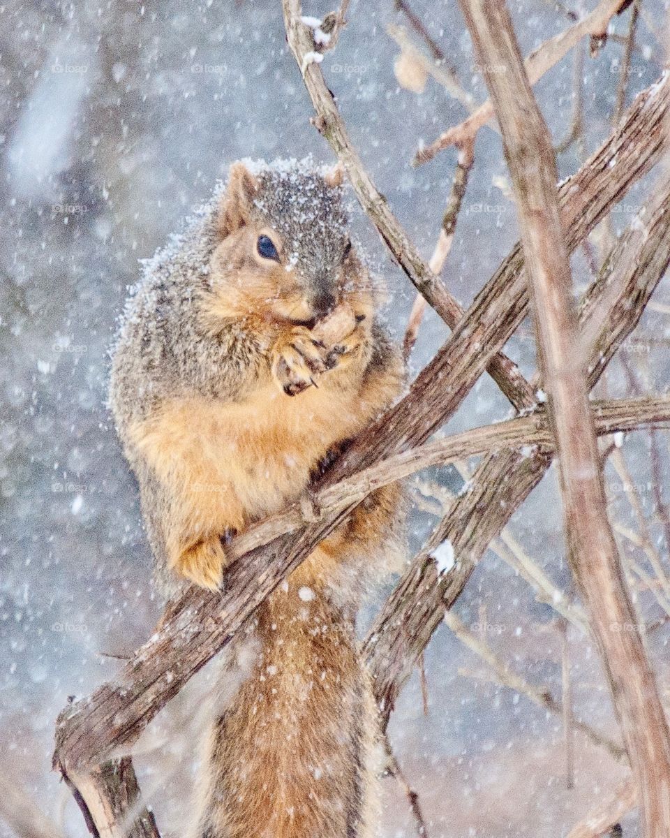 Squirrel on a branch in a snow storm