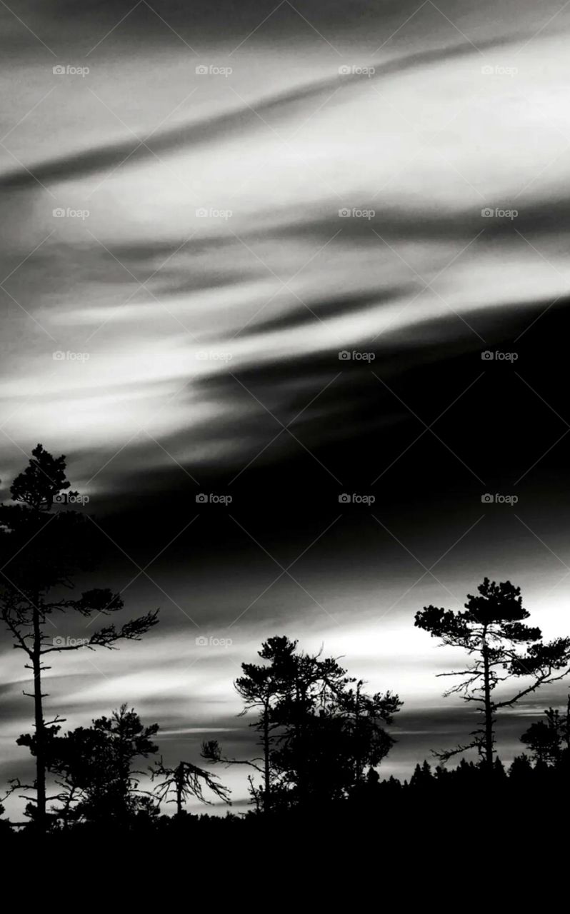 nice gray scale image nice tree and evaning view of black@ white image