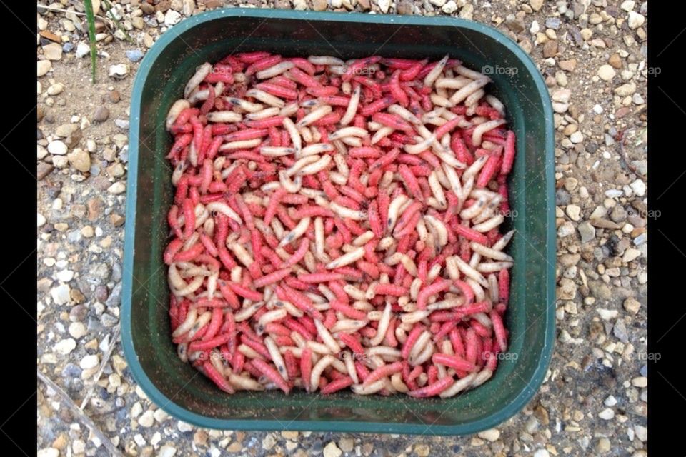 Maggots