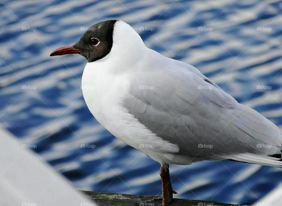 Tern Close-up