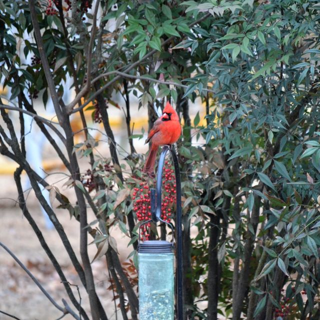 cardinal