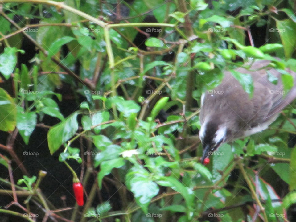 bird eating chili