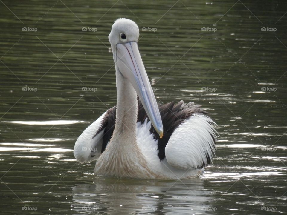 Pelicans