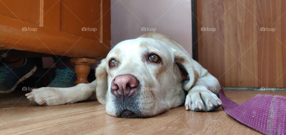 The sweet-faced, lovable Labrador Retriever is America's most popular dog breed. Labs are friendly, outgoing, and high-spirited companions who have more than enough affection to go around for a family looking for a medium-to-large dog. The sturdy, we