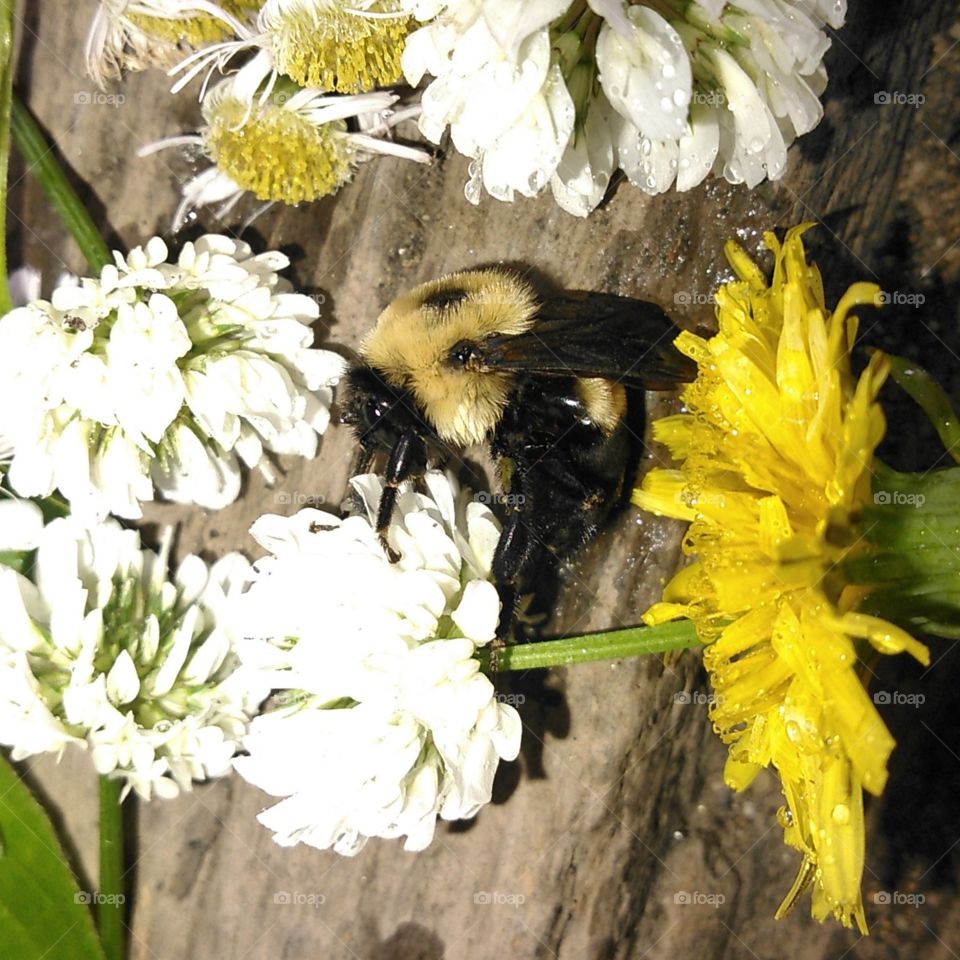 "Bumblebee Buffet." I found a small carpenter bee lying on a piece of wood in my cousin's yard. After witnessing it move but not fly, he suggested it was exhausted, so we picked clover and dandelion flowers to feed it nectar to give it energy to move on.