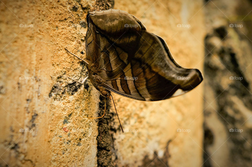 Black butterfly on wall