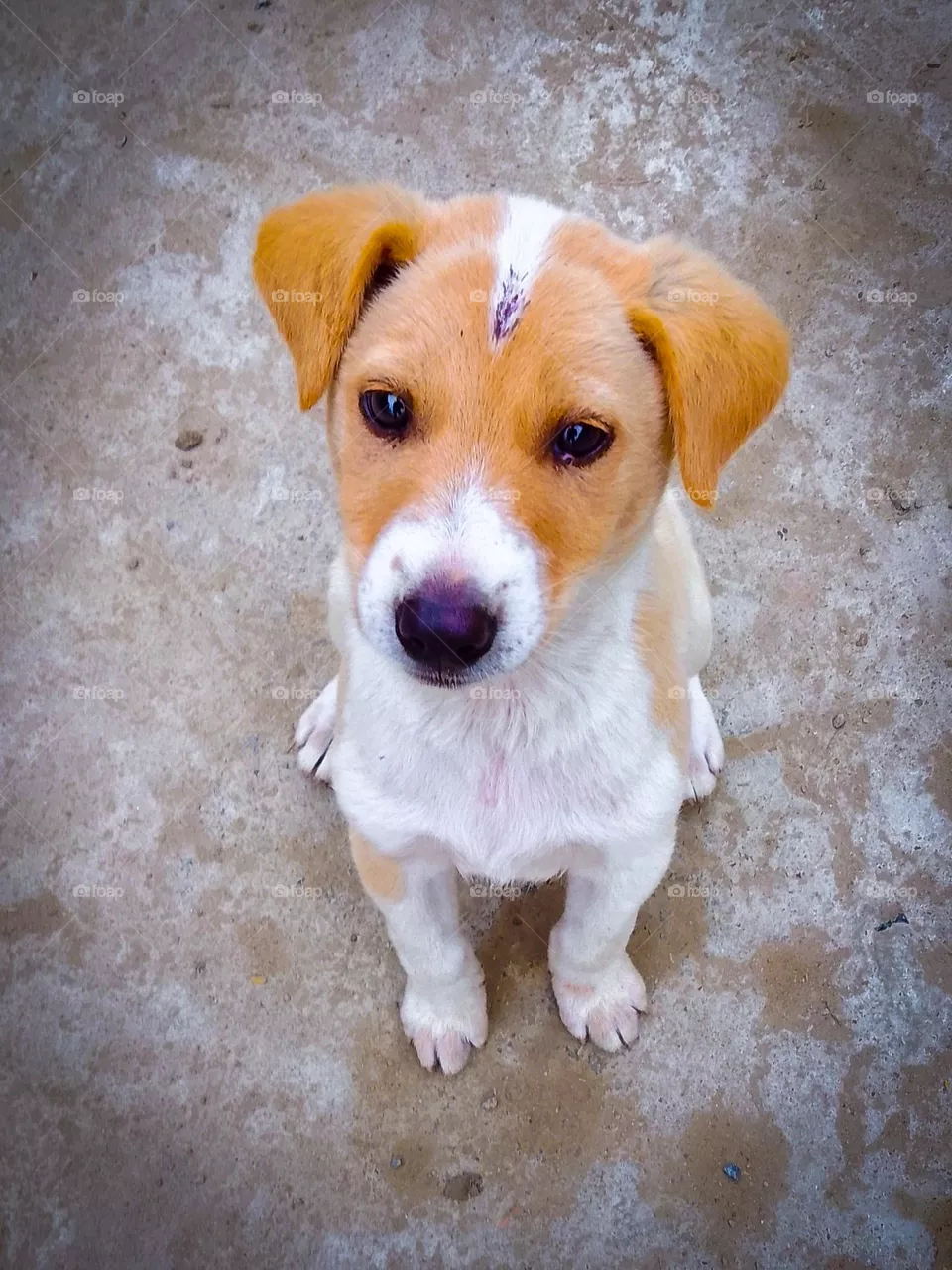 Cute puppy