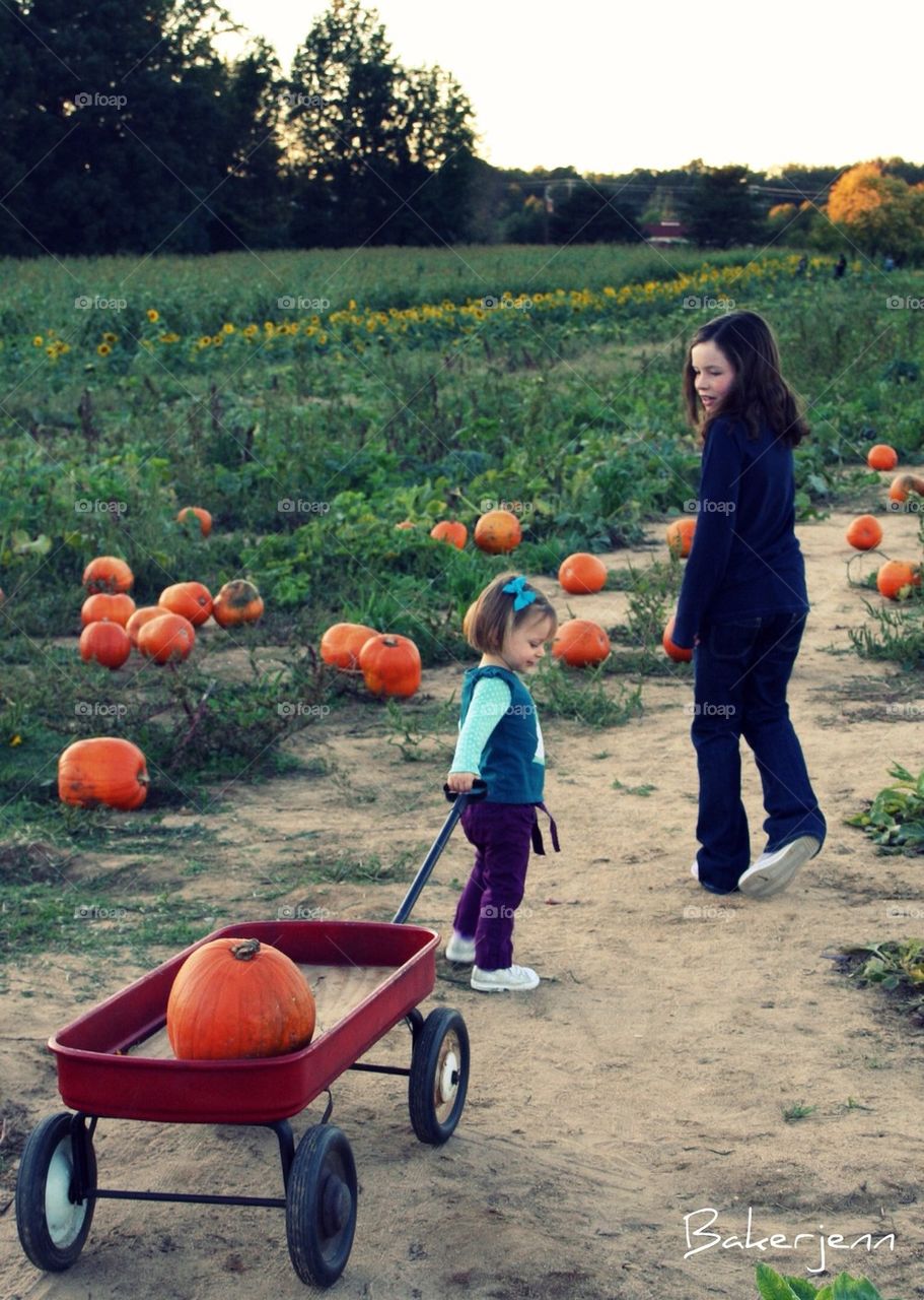 Pumpkin Patch