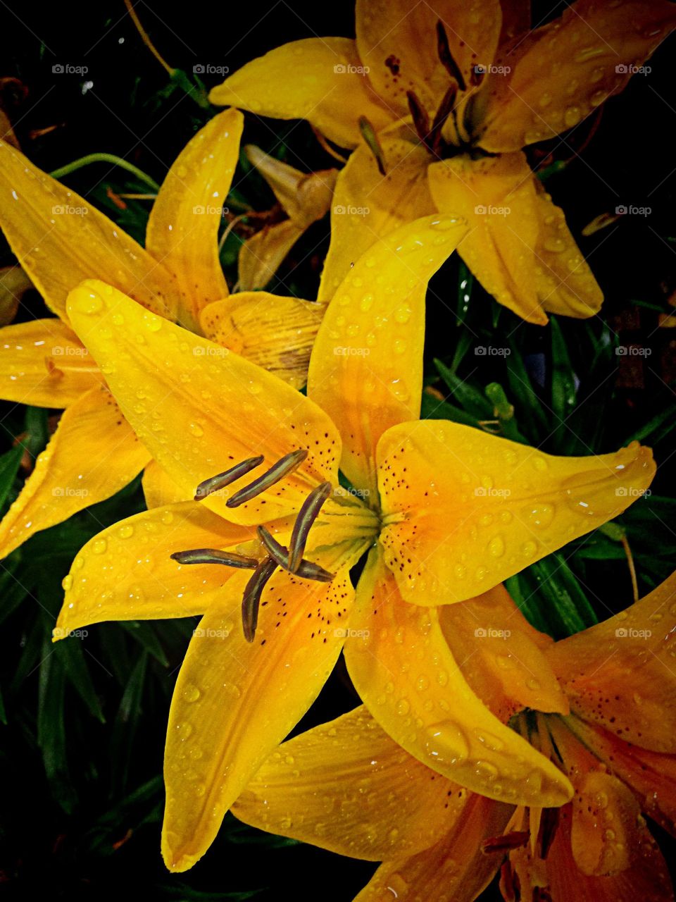 Yellow lily