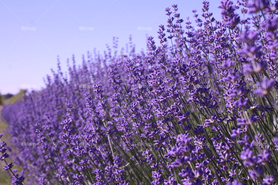 Lavender in bloom