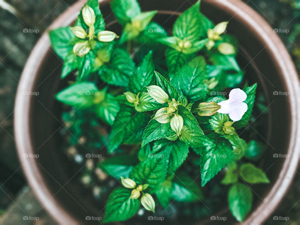 greenish flowers in the morning