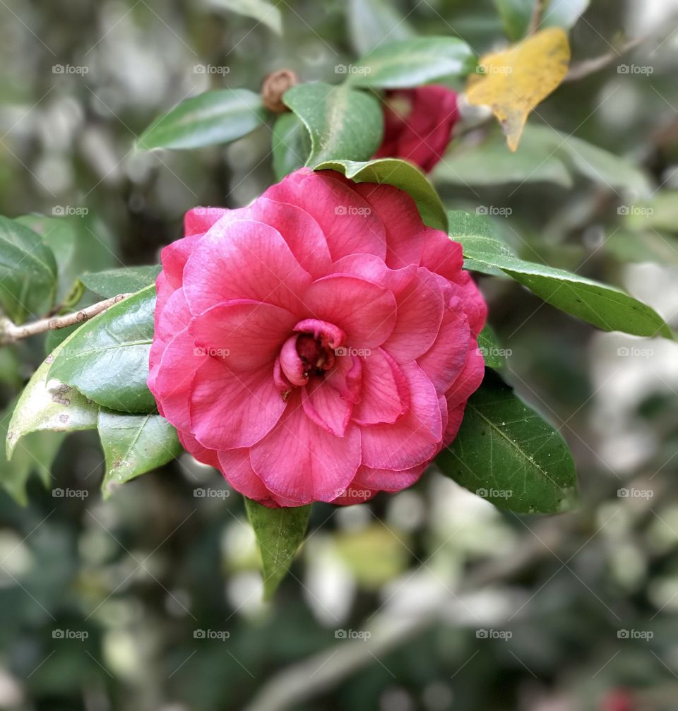 Close-up of a camelia